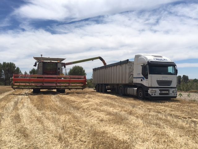 Camión y cosechadora en proceso de recogida de grano