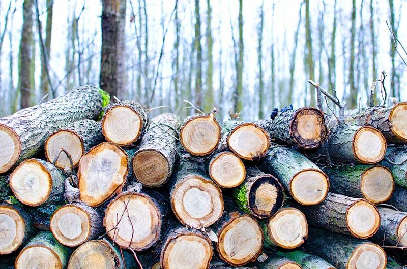 Concienciados con el medioambiente